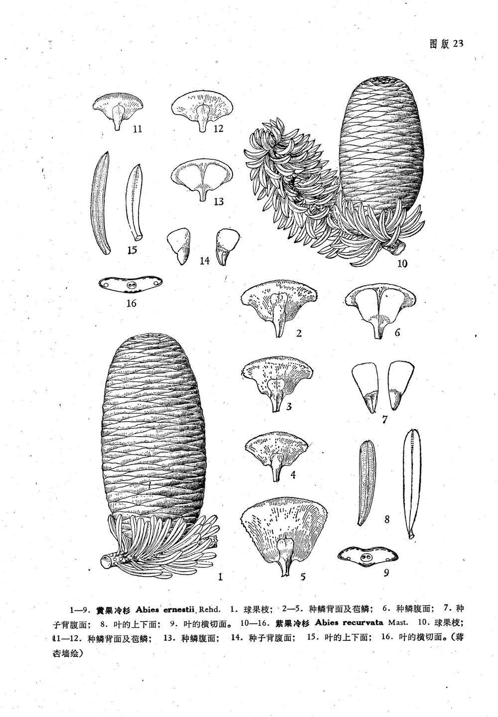 紫果冷杉(植物)