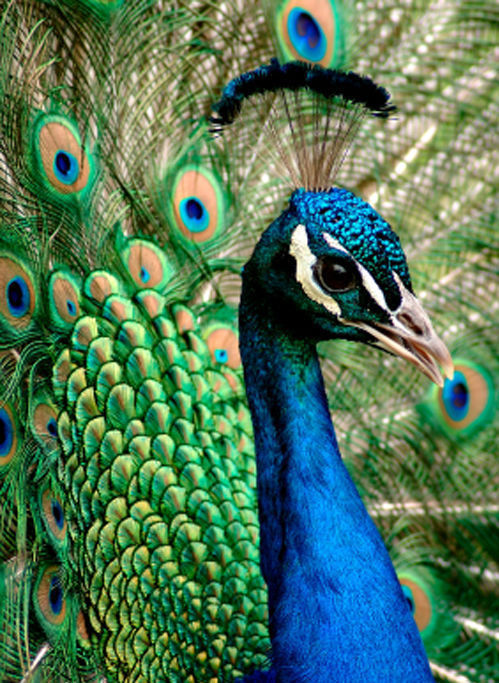 孔雀属包括2种,全长达2米以上,其中尾屏约1.5米,为鸡形目体型最大者.