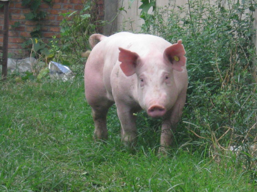 家乡的土猪：一只尤溪农家土猪是这样养成的