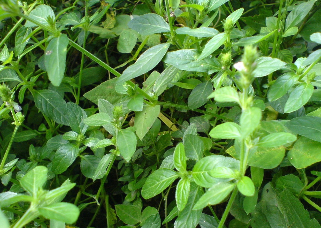 爵床(原变种)(植物)草本,茎基部匍匐,通常有短硬毛,高20