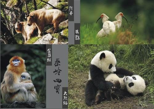 秦岭四宝是指生活在秦岭中的朱鹮,大熊猫,金丝猴和羚牛这四种珍稀动物