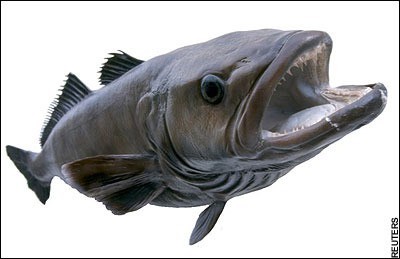 南极美露鳕(动物)亦称"犬牙鱼","美露鳕","南极鳕鱼".