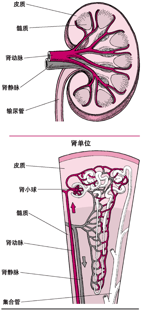 鐮狀細胞貧血腎病疾病