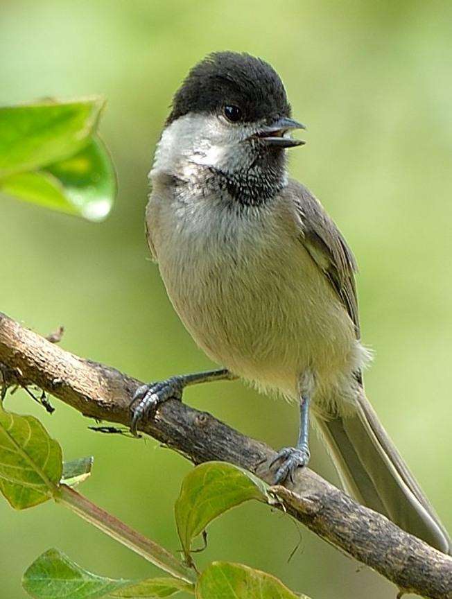 沼泽山雀(动物)沼泽山雀(学名:parus palustris)属雀形目山雀科山雀属