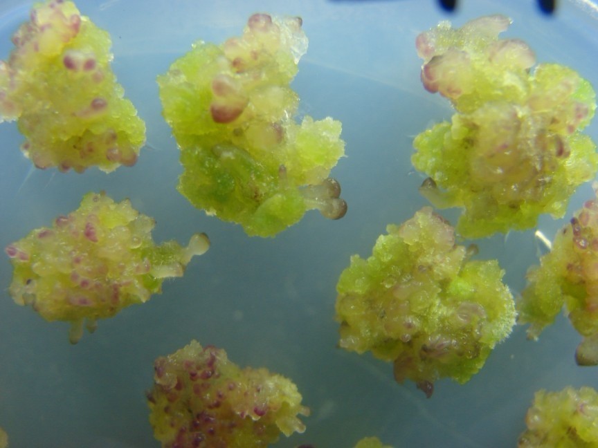 愈伤组织(其他化学相关)愈伤组织(callus)是原指植物体的局部受到创伤