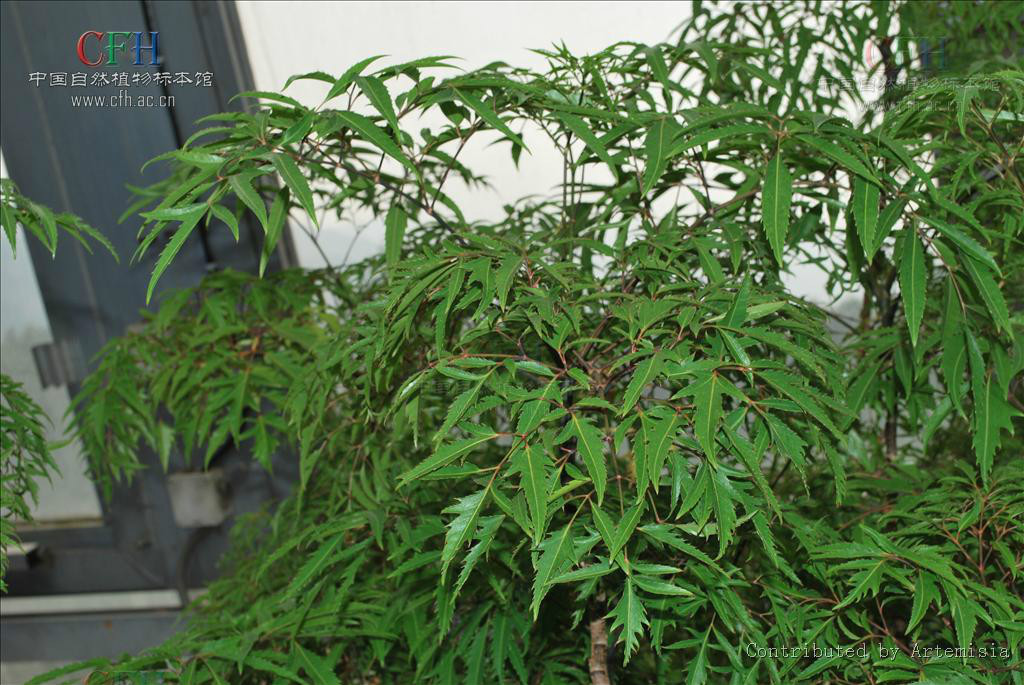 南洋参属(其他生物相关)