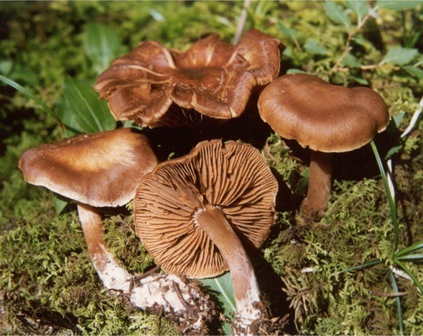 伞菌(其他生物相关)_技点百科