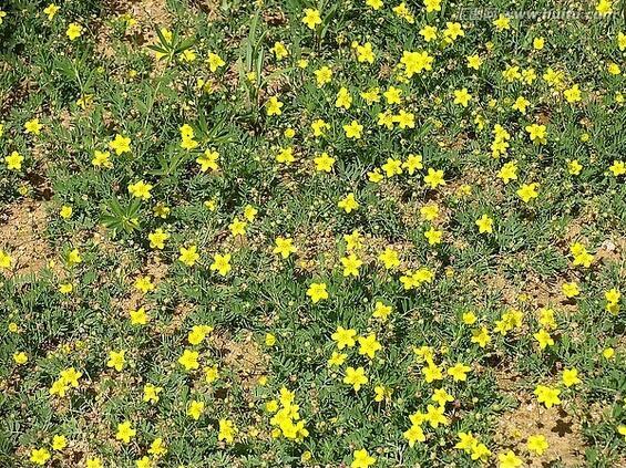三出叶委陵菜植物