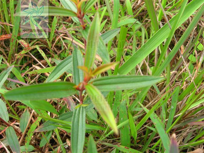 金锦香属植物