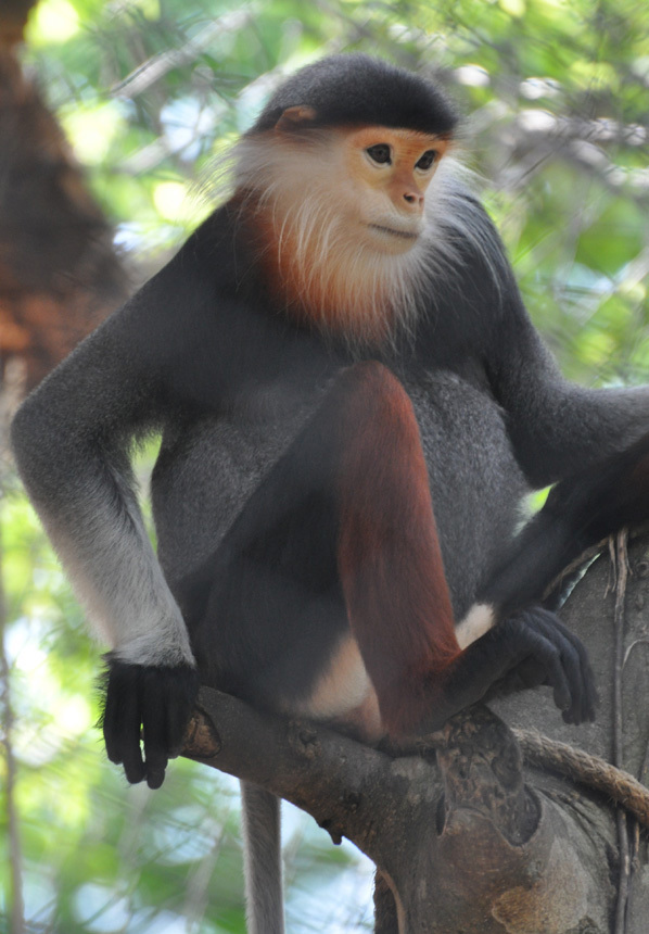 红腿白臀叶猴 (动物)