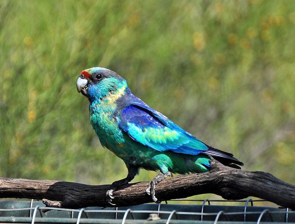 伯纳德氏鹦鹉动物