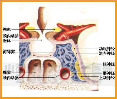海绵窦的解剖结构图片
