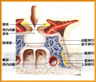 sinus)海綿竇為一對重要的硬腦膜竇,位於蝶竇和垂體的兩側,前達眶上裂