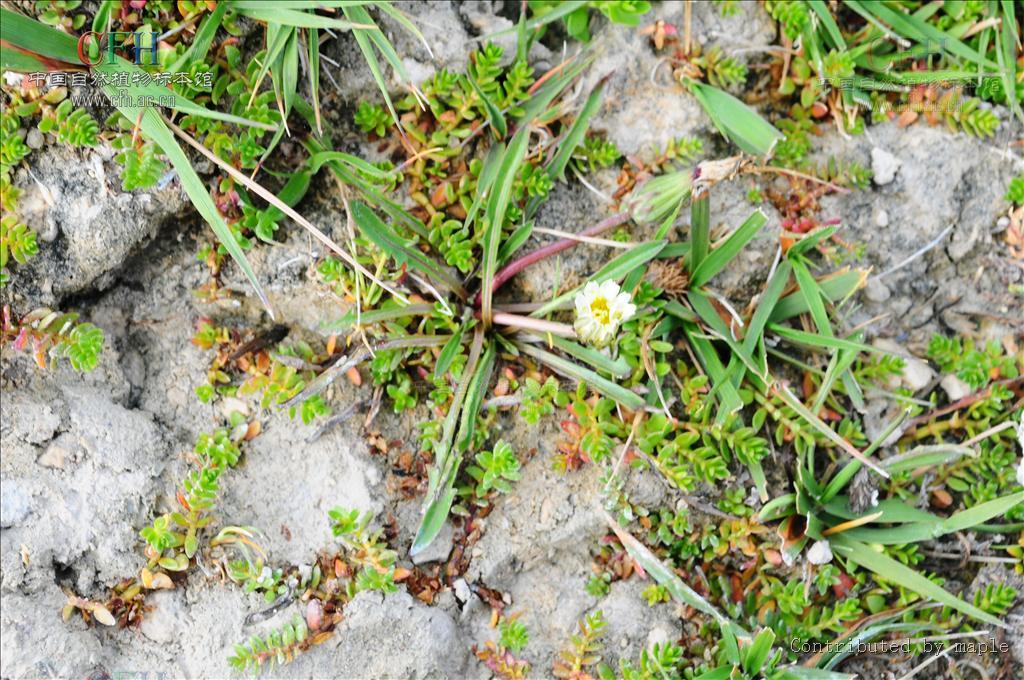 毛柄蒲公英植物