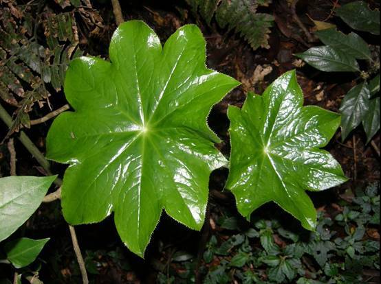 小八角莲 (其他生物相关)
