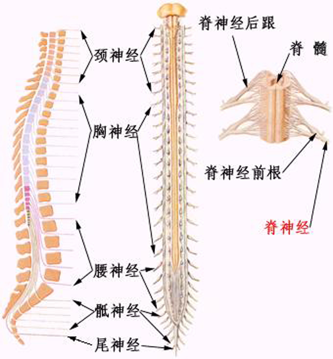脊神经(医药)脊神经连接于脊髓,分布在躯干,腹侧面和四肢的肌肉中
