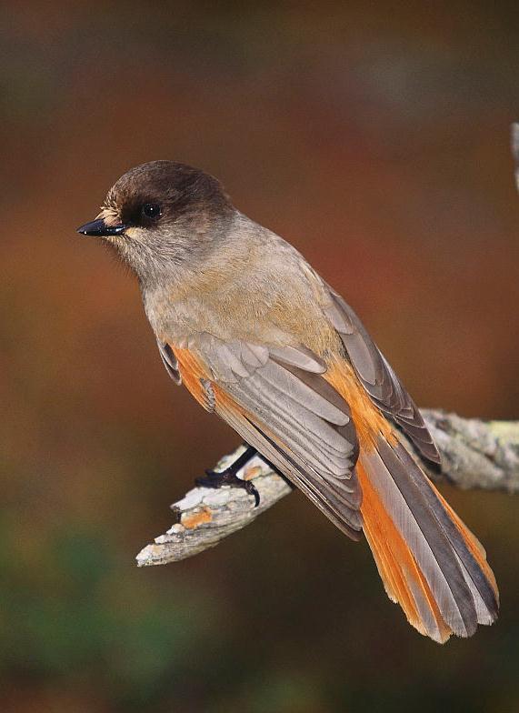 北噪鸦(动物)北噪鸦(学名:perisoreus infaustus)是鸦科噪鸦属的鸟类