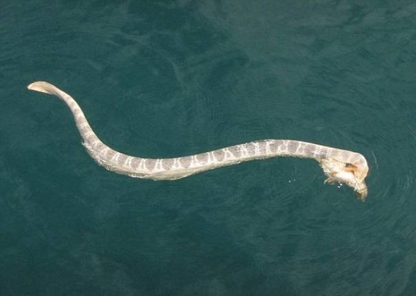 达尔文海蛇 (动物)