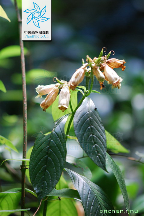 贵州半蒴苣苔(植物)
