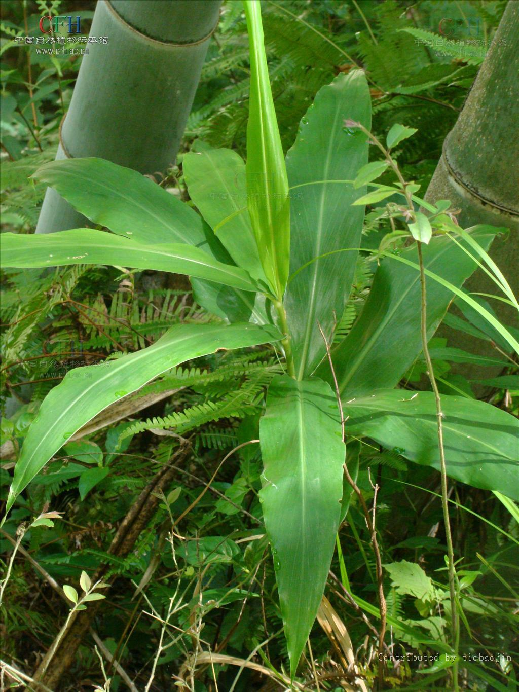 蘘荷 (中医学与中药学|医药)
