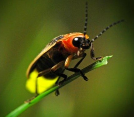 萤火虫 (其他生物相关)