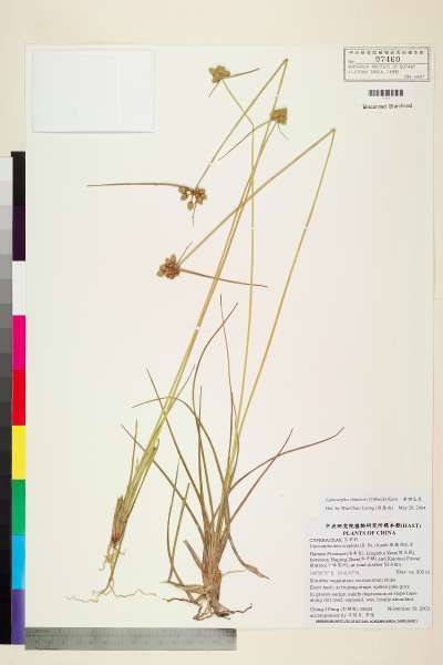 华湖瓜草(植物)华湖瓜草(学名:lipocarpha chinens