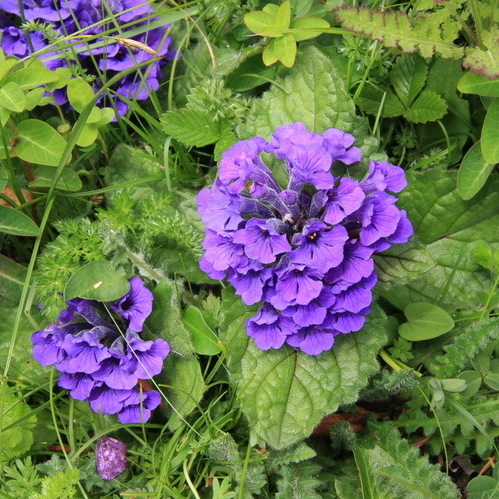 紫叶筋骨草花期图片