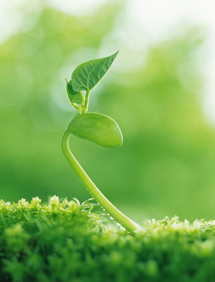 自愈力(其他生物相关)自愈力就是生物依靠自身的内在生命力,修复肢体