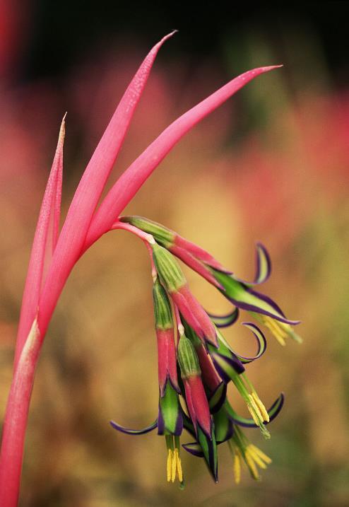 垂花水塔花植物