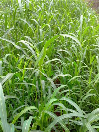 黄泥草(植物)_技点科普_技点网(植物)