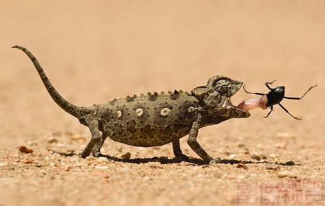 纳米比亚变色龙 (其他生物相关)