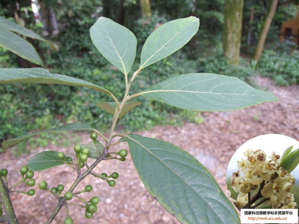 海桐叶木姜子(植物)