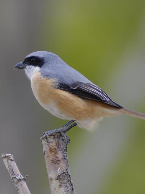 灰背伯劳(动物)