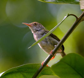 鸟纲,鹟科,莺亚科,缝叶莺属各种的通称