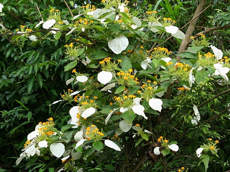 扇子花(植物)_技点百科_技点网(植物)