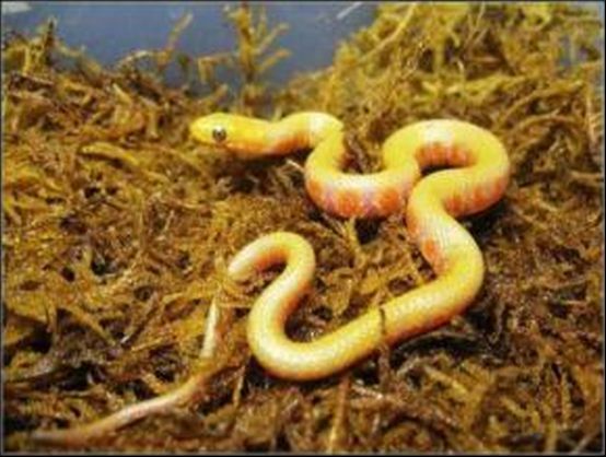 冰冻蛇(其他生物相关)