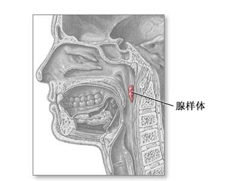 鼻咽部腺样体图片