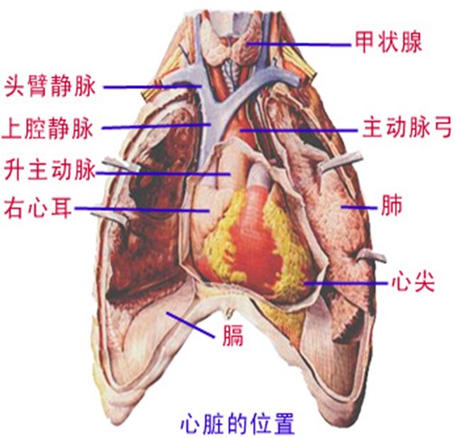 心脏