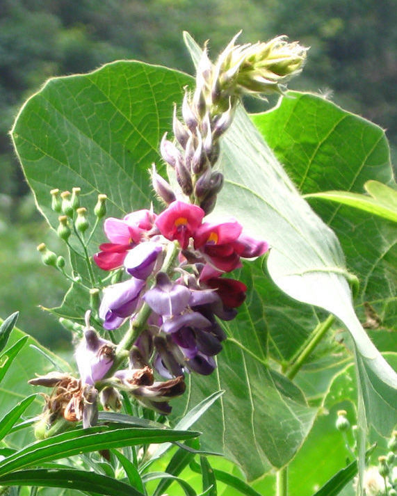 葛(植物)