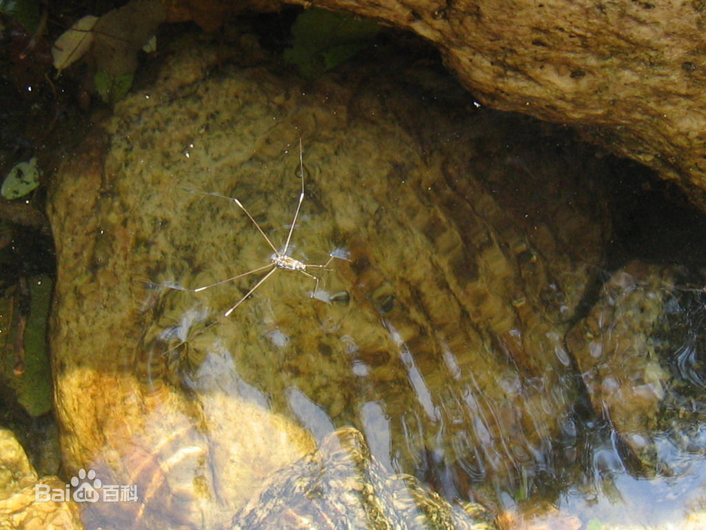 水虱子(其他生物相关)