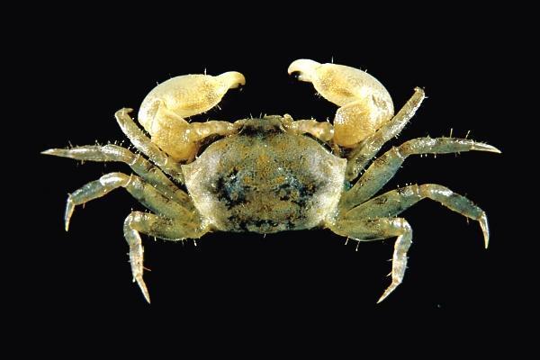 土灰色的体色,颇能融合沉积礁石上的泥巴颜色知识树时光轴论点集总题