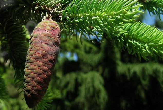 新生代植物区系 (植物)