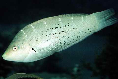 杂色盔鱼其他生物相关