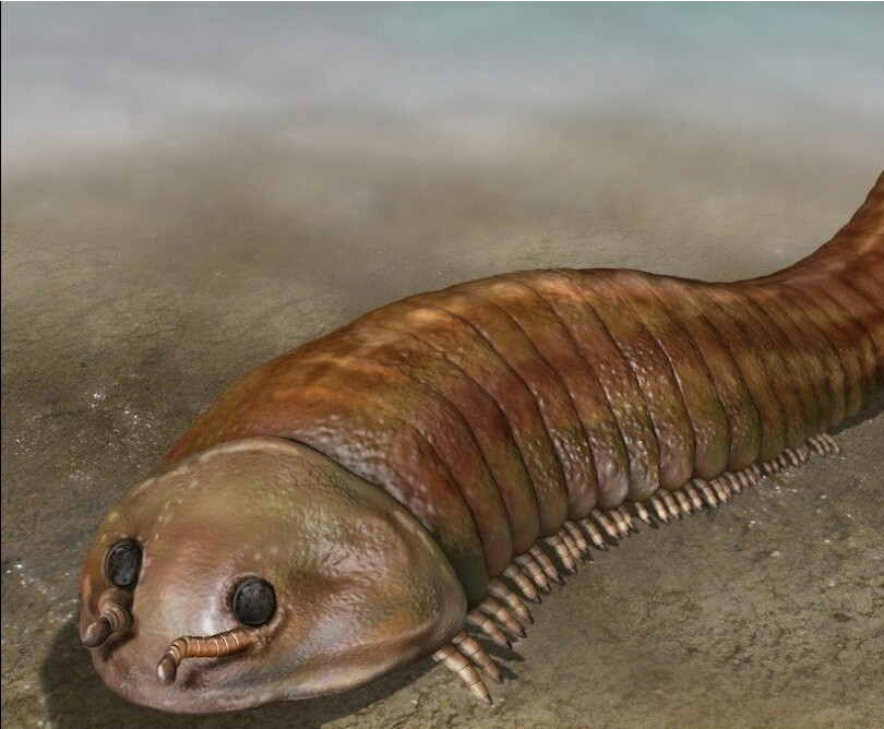 海绵树虫 (动物)