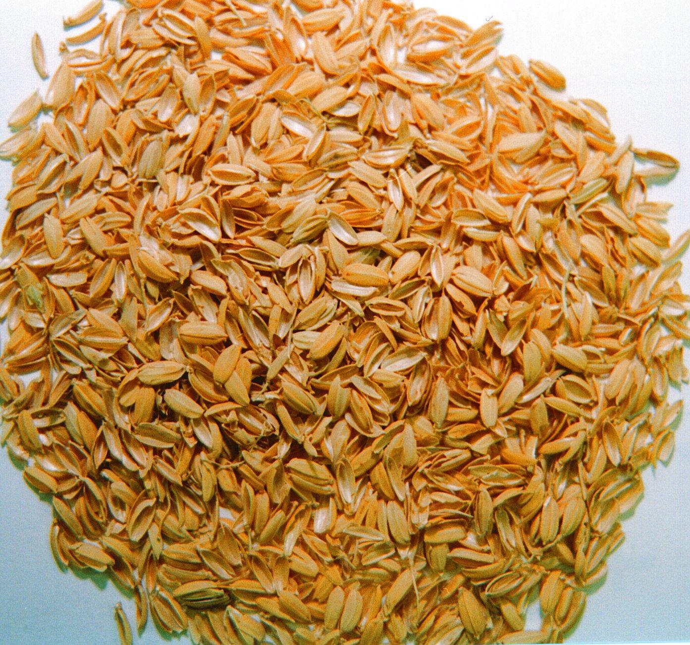 现货供应带壳大麦 酿酒大麦农作谷物五谷杂粮现货大麦袋装25kg-阿里巴巴