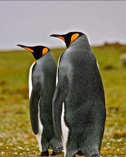 王企鹅(动物)王企鹅(学名:aptenodytes patagonicus)