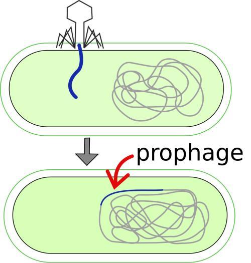 噬菌体裂解图片