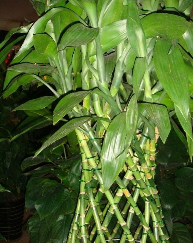 富贵竹(植物)富贵竹(学名:dracaena sanderiana,别名竹蕉,万年竹