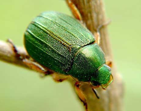 粗绿彩丽金龟其他生物相关