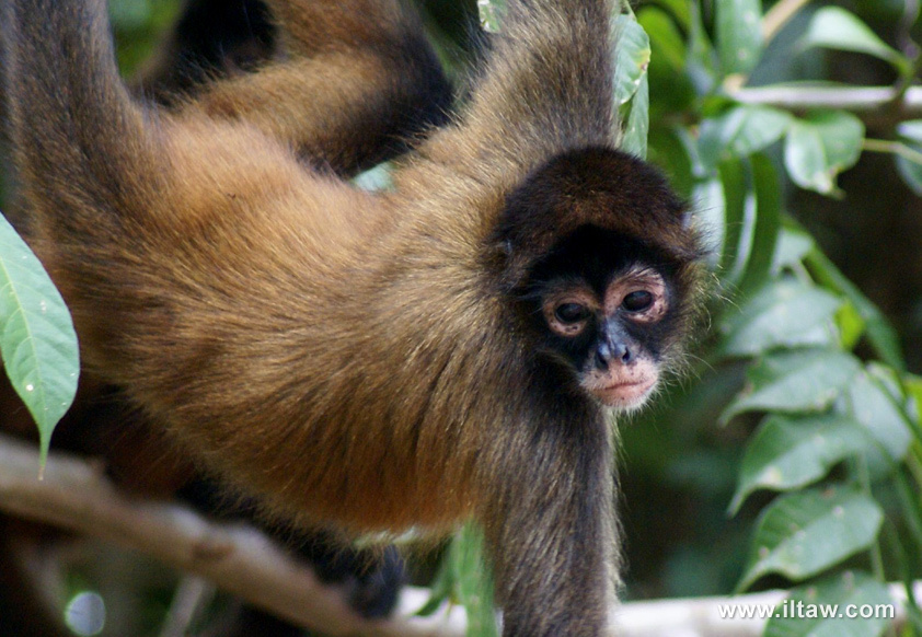 黑掌蜘蛛猴 (动物)